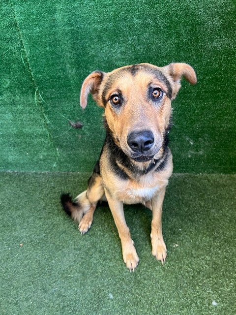 A5801209, a German Shepherd, available for adoption