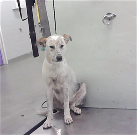 Glenn, a Australian Cattle Dog/Blue Heeler (mix breed), available for adoption