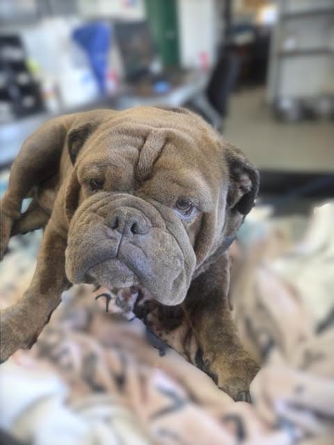 A598195, a English Bulldog, available for adoption
