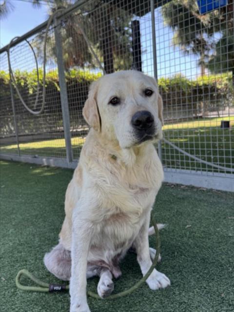 Scar, a Labrador Retriever, available for adoption