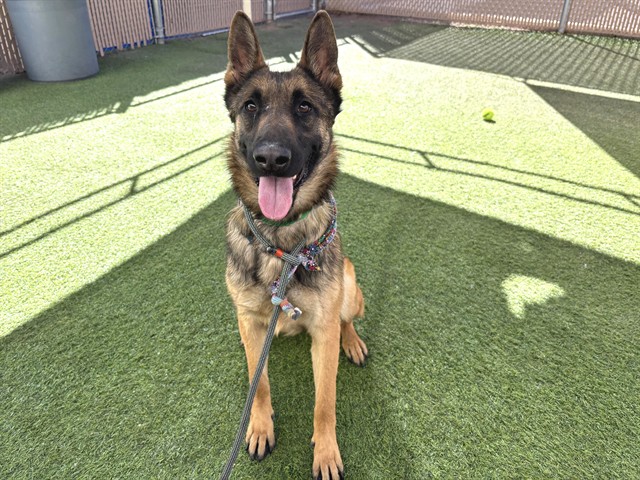 Zephyr, a Belgian Shepherd Malinois (mix breed), available for adoption