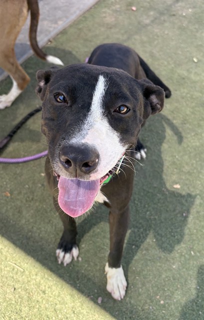 Licorice, a Bullmastiff (mix breed), available for adoption