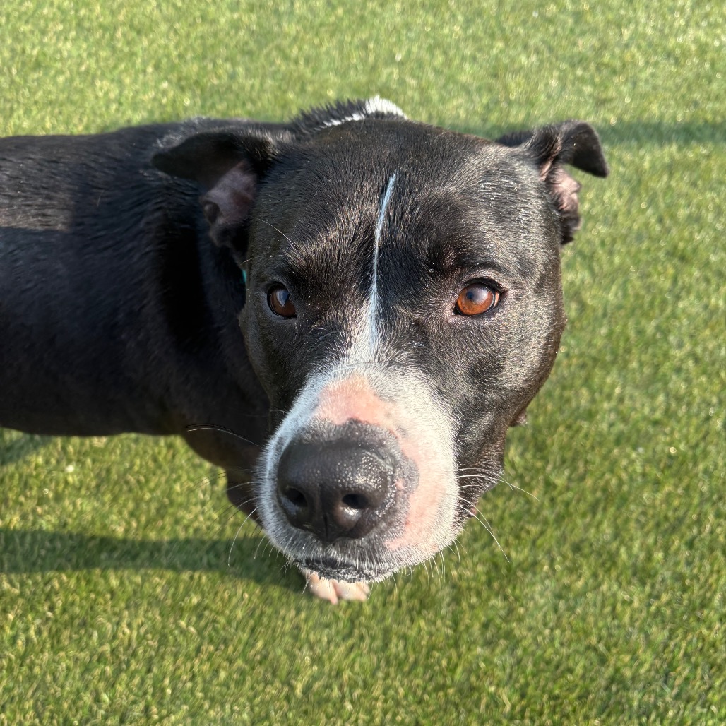 Happy, a American Staffordshire Terrier (mix breed), available for adoption