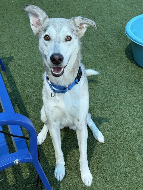 Leah, a Husky (mix breed), available for adoption