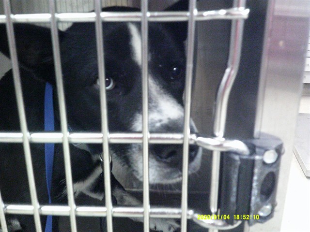 A481033, a Belgian Shepherd Laekenois, available for adoption