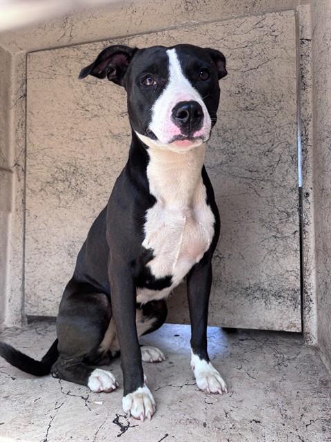 A481061, a Pit Bull Terrier (mix breed), available for adoption