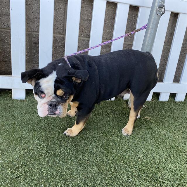 A614759, a English Bulldog, available for adoption