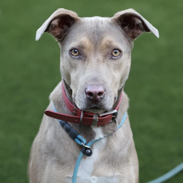 Luna, a Hound, available for adoption