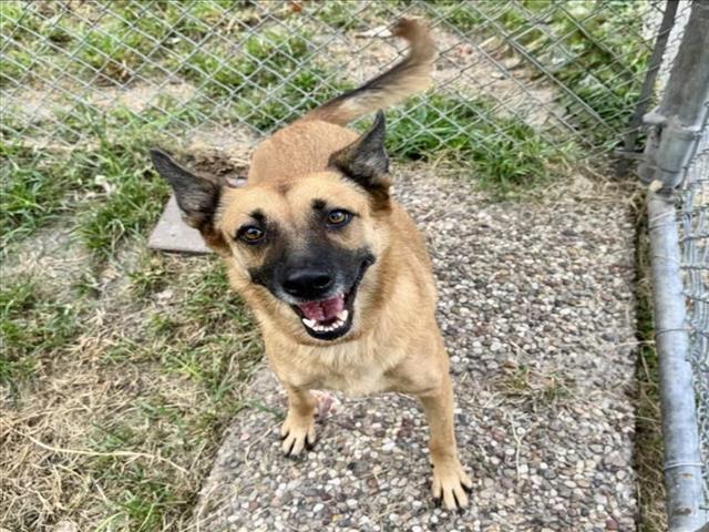 Sadie Rose, a German Shepherd (mix breed), available for adoption