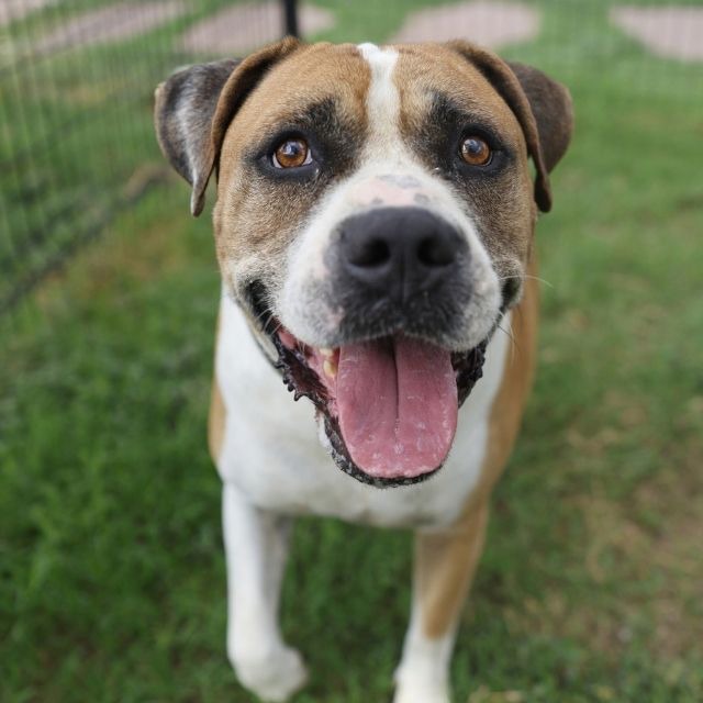 Duke, a American Staffordshire Terrier, available for adoption