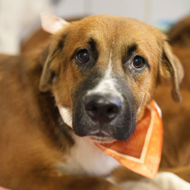 Bart, a Saint Bernard St. Bernard (mix breed), available for adoption