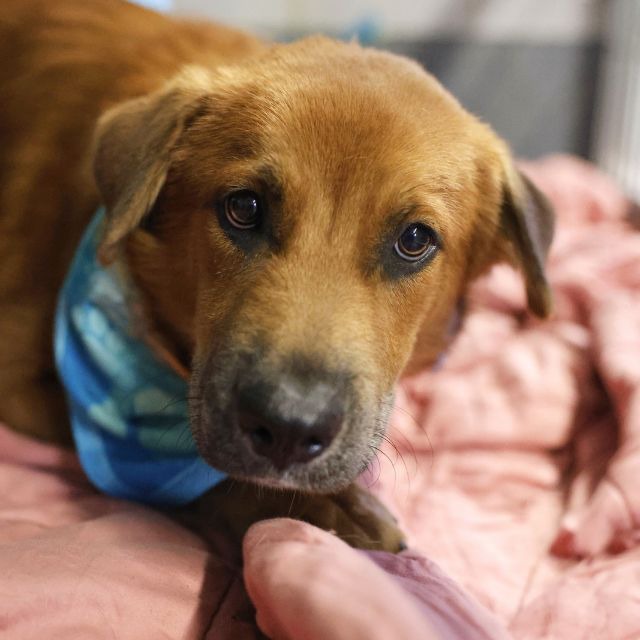 Buster, a Saint Bernard St. Bernard (mix breed), available for adoption