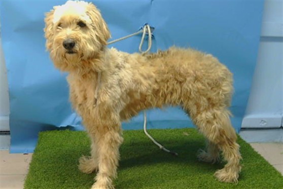 Rocky, a Poodle, available for adoption