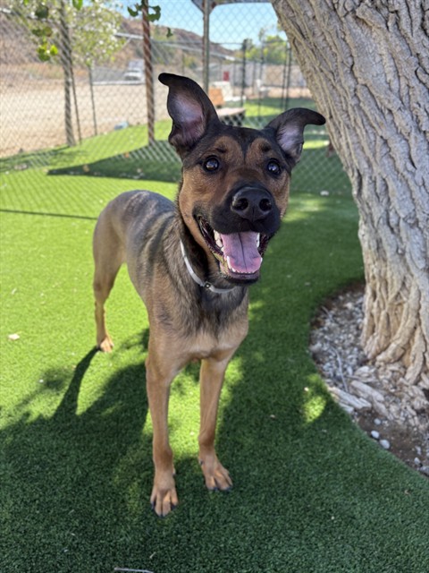 Peanut, a Belgian Shepherd Malinois, available for adoption
