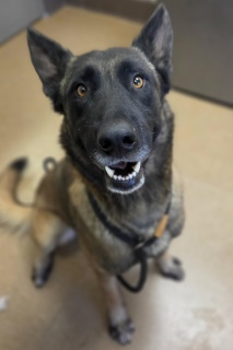 Bear, a Belgian Shepherd Malinois, available for adoption
