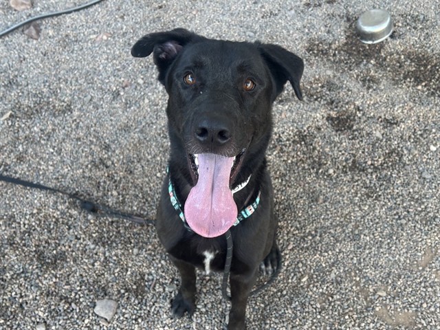 Ocotillo, a Black Labrador Retriever, available for adoption