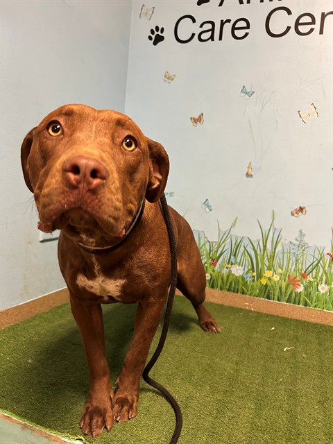 Gi, a Bullmastiff, available for adoption