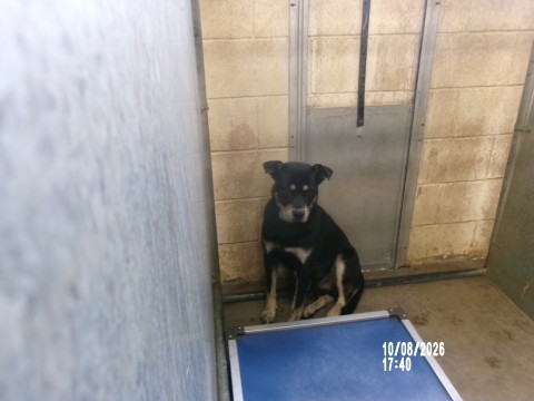 Thorfinn, a Shepherd (mix breed), available for adoption
