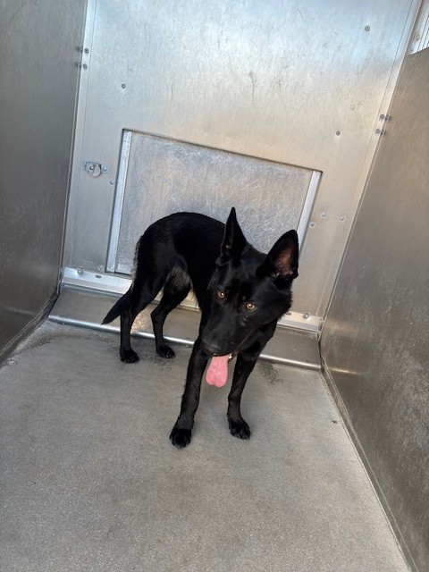 Midnight, a German Shepherd, available for adoption