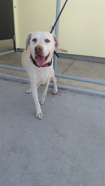 Marley, a Labrador Retriever, available for adoption