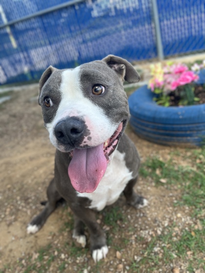 Buddy, a Pit Bull Terrier, available for adoption