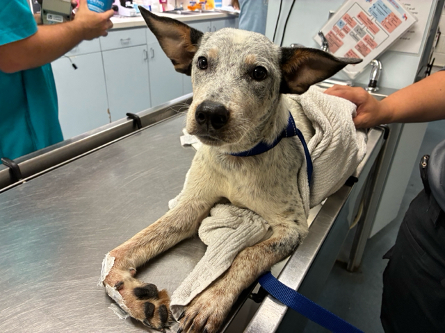 A2346776, a Australian Cattle Dog/Blue Heeler, available for adoption