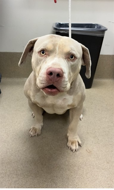 Adventure, a Bullmastiff, available for adoption