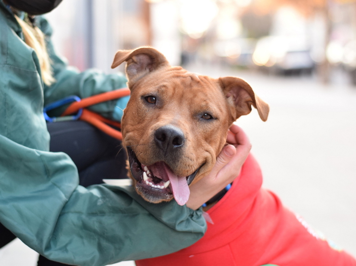 Mocha, a Pit Bull Terrier, available for adoption
