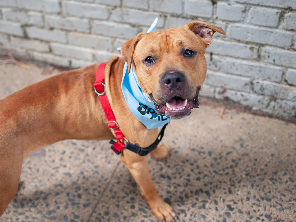 James, a Pit Bull Terrier, available for adoption