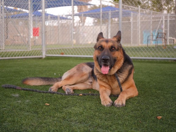 James Gunn, a German Shepherd, available for adoption