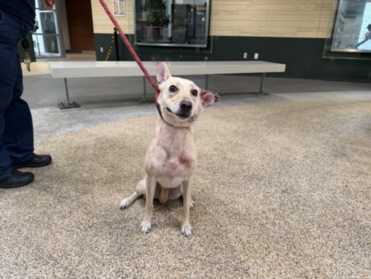 Nala, a Carolina Dog (mix breed), available for adoption
