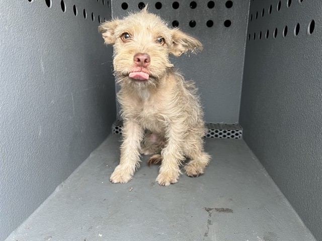 Mr.T, a Terrier, available for adoption