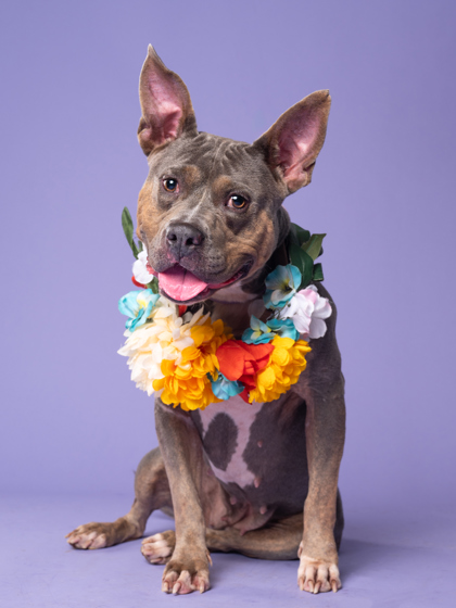 Blue Bell, a Pit Bull Terrier (mix breed), available for adoption
