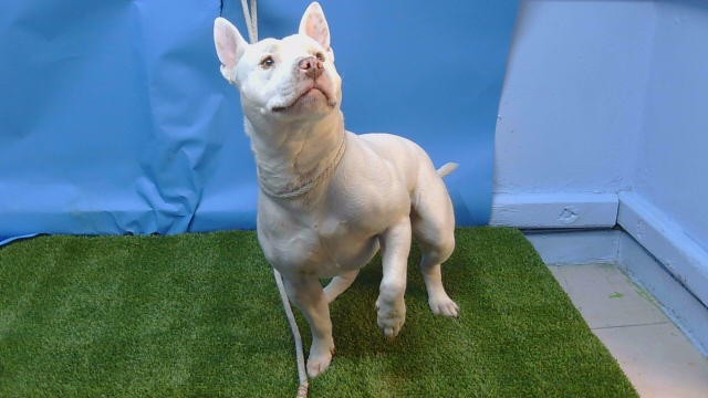 Champ, a Bull Terrier, available for adoption