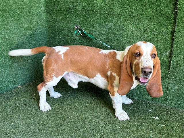 Flash, a Basset Hound, available for adoption