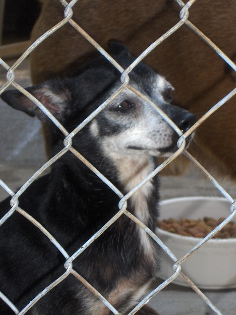 Other Photos of thie Dog