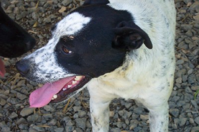 Other Photos of thie Dog