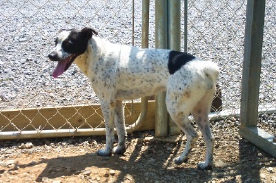 Other Photos of thie Dog