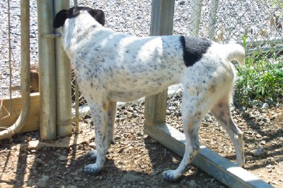 Other Photos of thie Dog