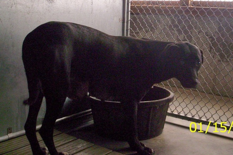 Other Photos of thie Dog