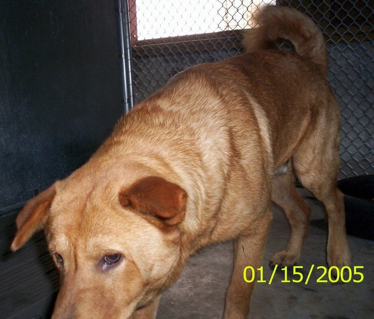 Other Photos of thie Dog