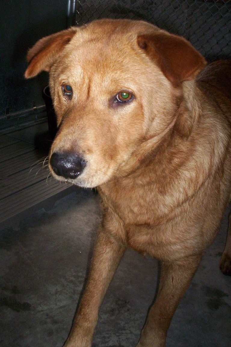 Other Photos of thie Dog
