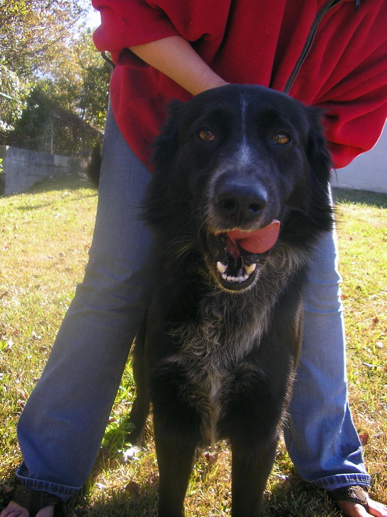 Other Photos of thie Dog
