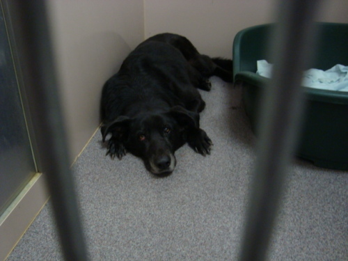 Other Photos of thie Dog