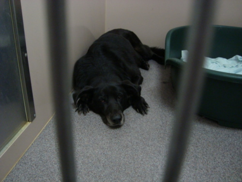 Other Photos of thie Dog