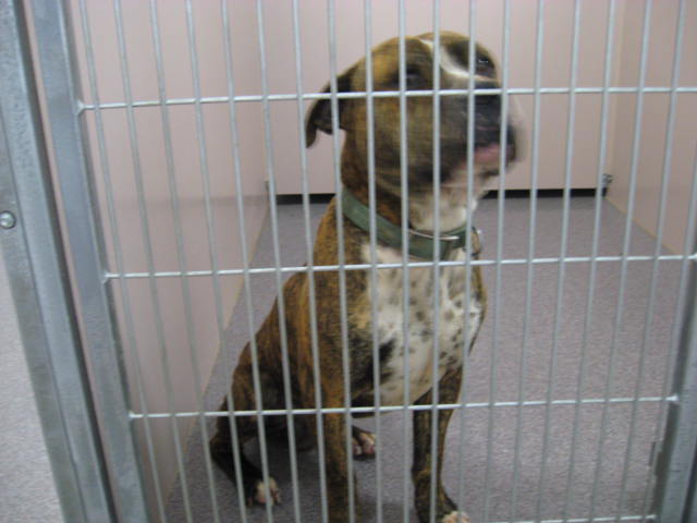 Other Photos of thie Dog