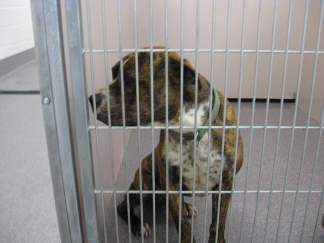Other Photos of thie Dog