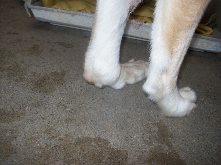 Other Photos of thie Dog