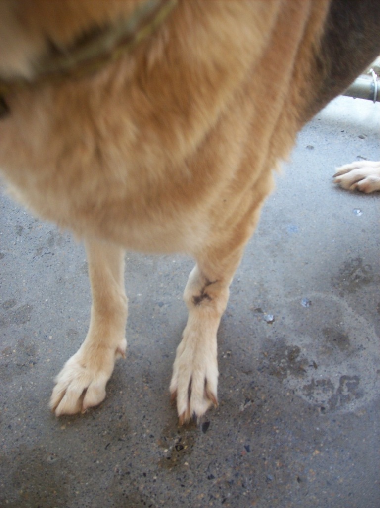 Other Photos of thie Dog