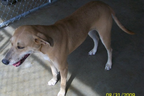 Other Photos of thie Dog